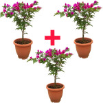 Bougainvillea Plant Combo ( Pack of 3 )