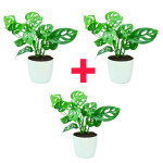 Broken Heart Plant COMBO ( PACK OF 3 )