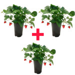 Strawberry Plant combo ( pack of 3 )