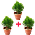 Christmas Tree Plant COMBO ( PACK OF 3 )