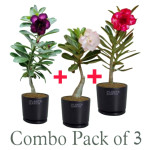 Adenium Plant COMBO ( PACK OF 3 )