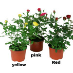 Rose Plant Combo ( Pack Of 3 )