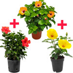 Hibiscus Plant  (Hybrid, Pack of 3)