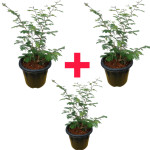 Shami/Jand Plant COMBO ( PACK OF 3 )