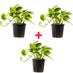 Money Plant COMBO ( PACK OF 3 )