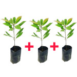Clove Plant COMBO ( PACK OF 3 )