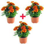 Marigold Plant COMBO ( PACK OF 3 )
