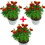 Marigold Plant  RED COMBO ( PACK OF 3 )