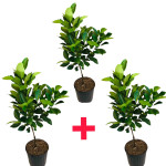 Jackfruit Plant COMBO ( PACK OF 3 )