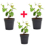 Betal Leaf Plant COMBO ( PACK OF 3 )