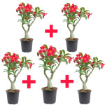 ADENIUM PLANT COMBO ( PACK OF 5 )