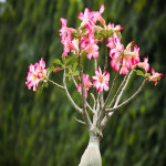 ADENIUM PLANT COMBO ( PACK OF 5 )