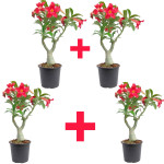 ADENIUM PLANT COMBO ( PACK OF 4 )