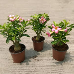 ADENIUM PLANT COMBO ( PACK OF 4 )