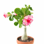 ADENIUM PLANT COMBO ( PACK OF 4 )