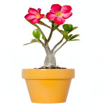 ADENIUM PLANT COMBO ( PACK OF 4 )