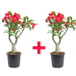 ADENIUM PLANT COMBO ( PACK OF 2 )