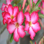 ADENIUM PLANT COMBO ( PACK OF 2 )