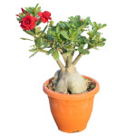 ADENIUM PLANT COMBO ( PACK OF 2 )