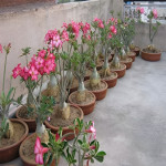 ADENIUM PLANT COMBO ( PACK OF 2 )