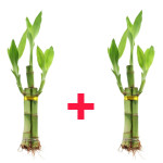 BAMBOO PLANT COMBO ( PACK OF 2 )
