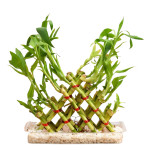 BAMBOO PLANT COMBO ( PACK OF 2 )