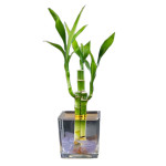 BAMBOO PLANT COMBO ( PACK OF 2 )