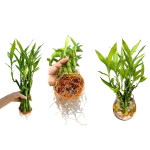 BAMBOO PLANT COMBO ( PACK OF 2 )