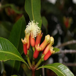 CLOVE PLANT COMBO ( PACK OF 5 )