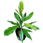 CLOVE PLANT COMBO ( PACK OF 5 )