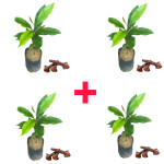 CLOVE PLANT COMBO ( PACK OF 4 )
