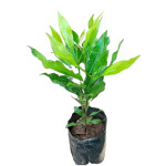 CLOVE PLANT COMBO ( PACK OF 4 )