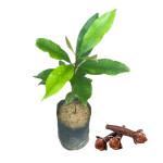 CLOVE PLANT COMBO ( PACK OF 4 )
