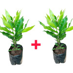 CLOVE PLANT COMBO ( PACK OF 2 )