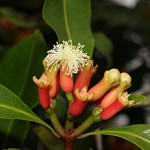 CLOVE PLANT COMBO ( PACK OF 2 )