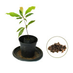 CLOVE PLANT COMBO ( PACK OF 2 )