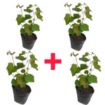 GRAPES PLANT COMBO ( PACK OF 4 )