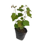 GRAPES PLANT COMBO ( PACK OF 4 )