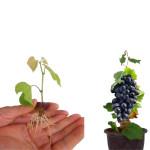 GRAPES PLANT COMBO ( PACK OF 4 )