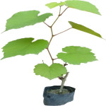 GRAPES PLANT COMBO ( PACK OF 3 )