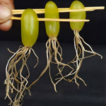 GRAPES PLANT COMBO ( PACK OF 3 )