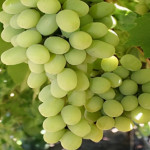 GRAPES PLANT COMBO ( PACK OF 2 )
