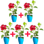 HIBISCUS PLANT COMBO ( PACK OF 5 )