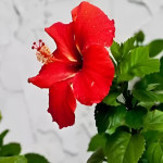 HIBISCUS PLANT COMBO ( PACK OF 5 )