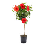 HIBISCUS PLANT COMBO ( PACK OF 4 )