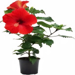 HIBISCUS PLANT COMBO ( PACK OF 2 )
