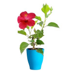 HIBISCUS PLANT COMBO ( PACK OF 2 )