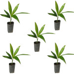 BETEL NUT / SUPARI PLANT COMBO ( PACK OF 5 )