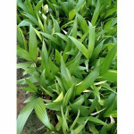 BETEL NUT / SUPARI PLANT COMBO ( PACK OF 5 )