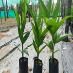 BETEL NUT / SUPARI PLANT COMBO ( PACK OF 5 )